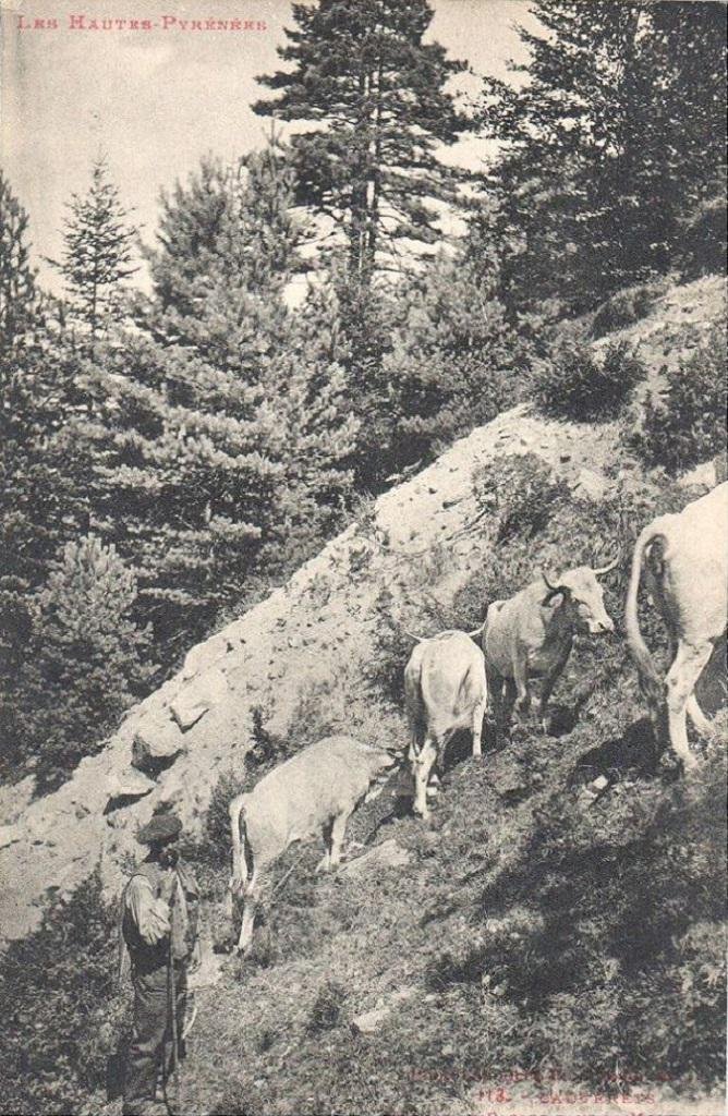 Cauterets-vaches-pacage.jpg