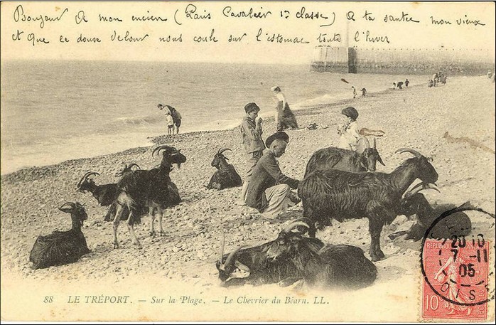 Le Tréport-Bout de la plage -chevres 1.jpg