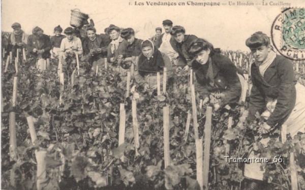 Carte postale ancienne de Vendanges en Champagne