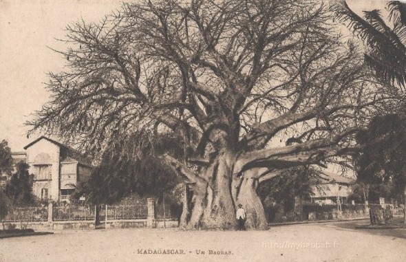 Baobab