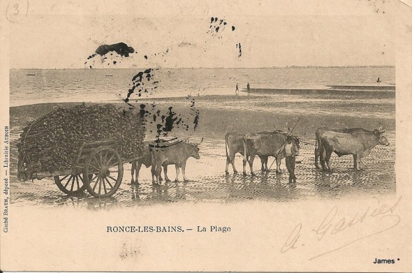 Mektoub17 1360061931-Ronce-Les-Bains-Attelage-de-Boeufs