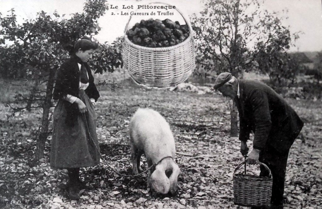 Cochon Carte N.L. Lot 2.jpg