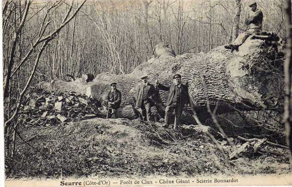 Seurre chene-geant.jpg