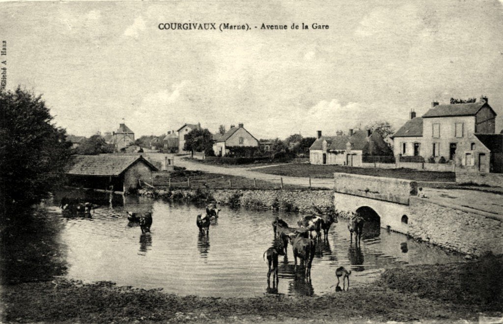 Bovins Courgivaux..jpg