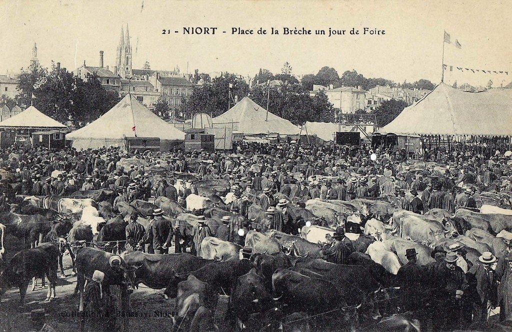 Bovins Niort 21.jpg