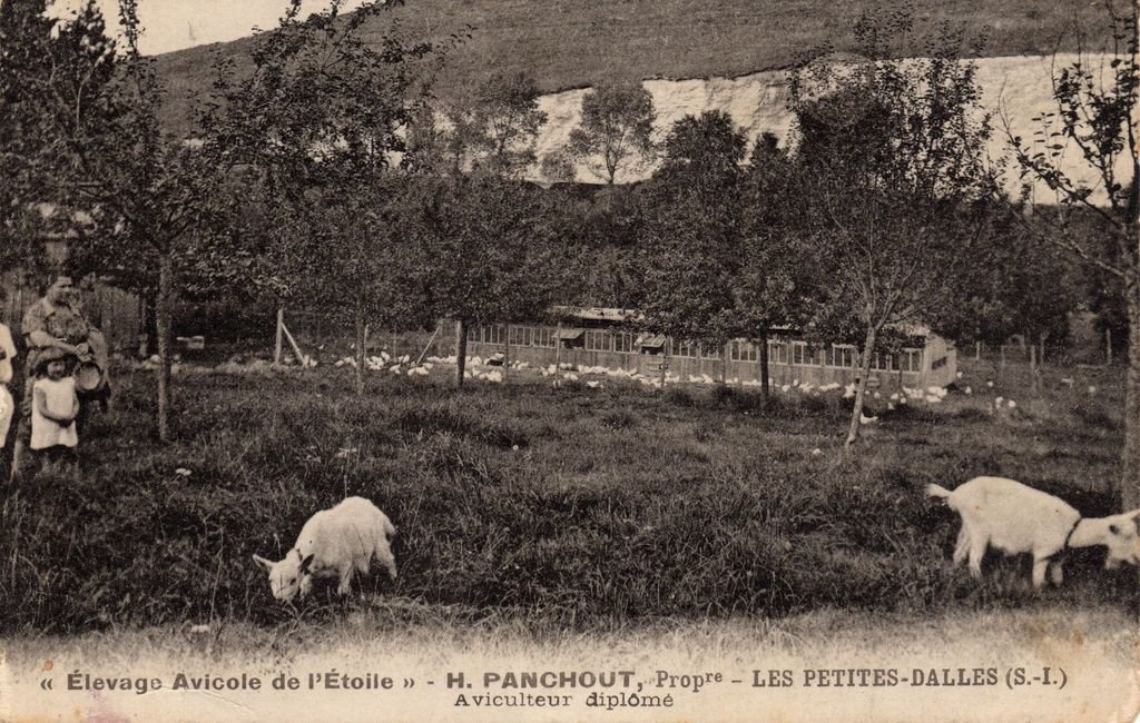 76 - LES PETITES DALLES - Elevage Avicole H. Panchout  - Photo Edit.  Jaouen - 29-06-25.jpg