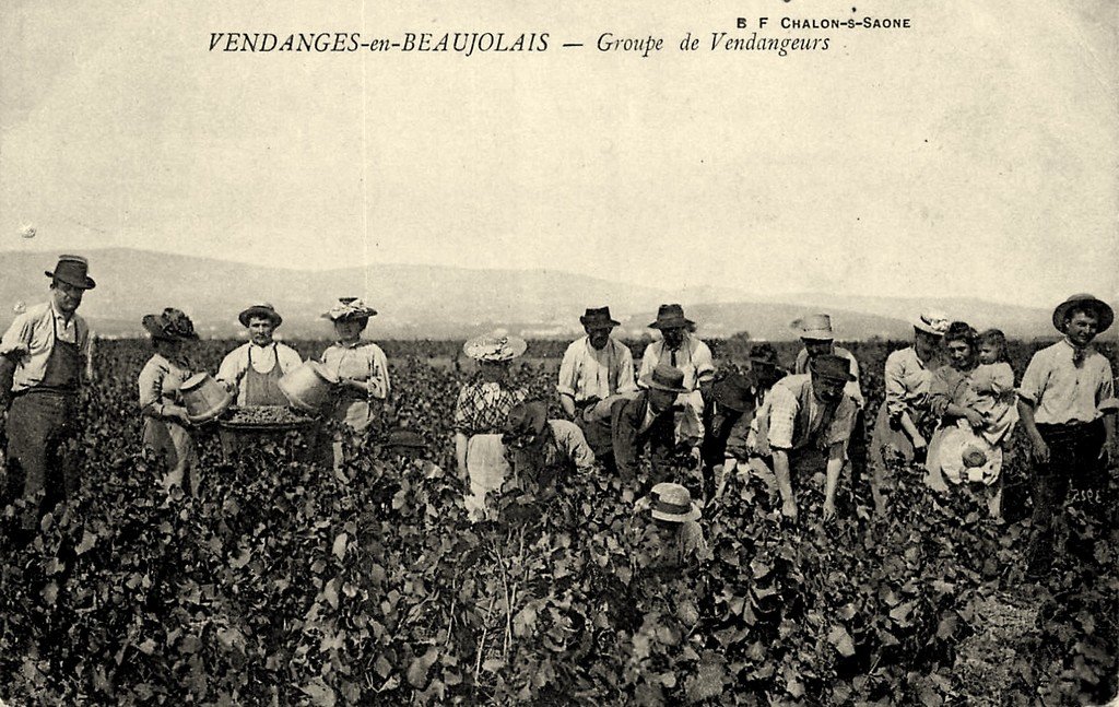 Beaujolais.jpg