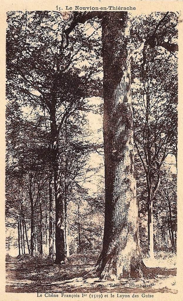 Arbres Le Nouvion 15.jpg