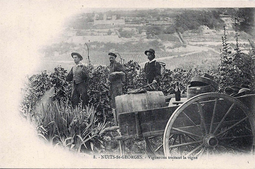 Nuits Saint-Georges 21.jpg