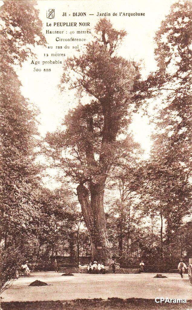 Arbre.jpg