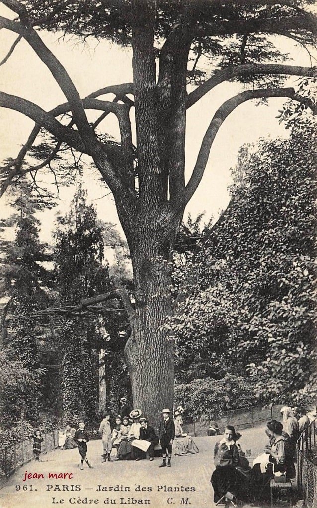 Paris - Jardin des Plantes - Le Cèdre du Liban.jpg