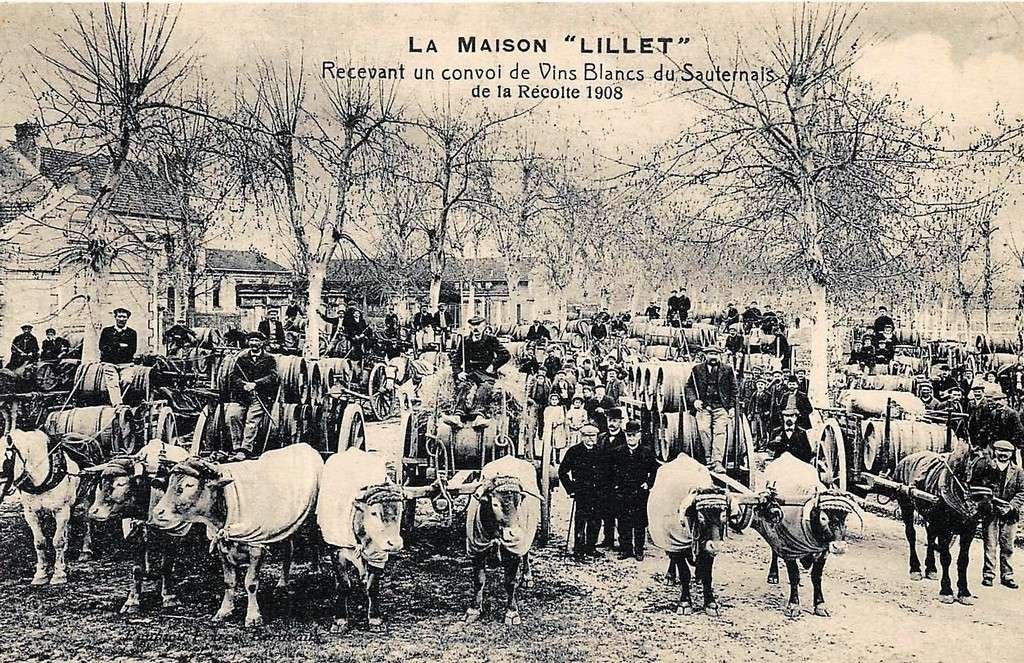 Bovins Gironde 33.jpg