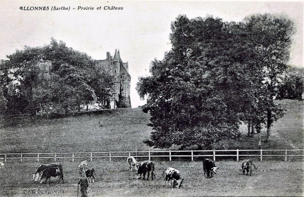 Bovins Allonnes 72.jpg