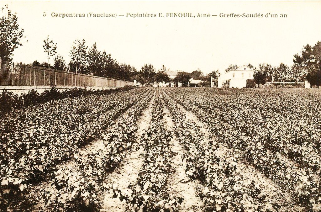 Carpentras 84.jpg