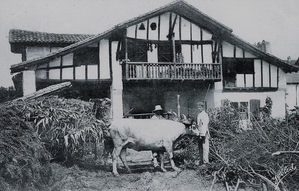 Bovin Ustaritz 64.jpg