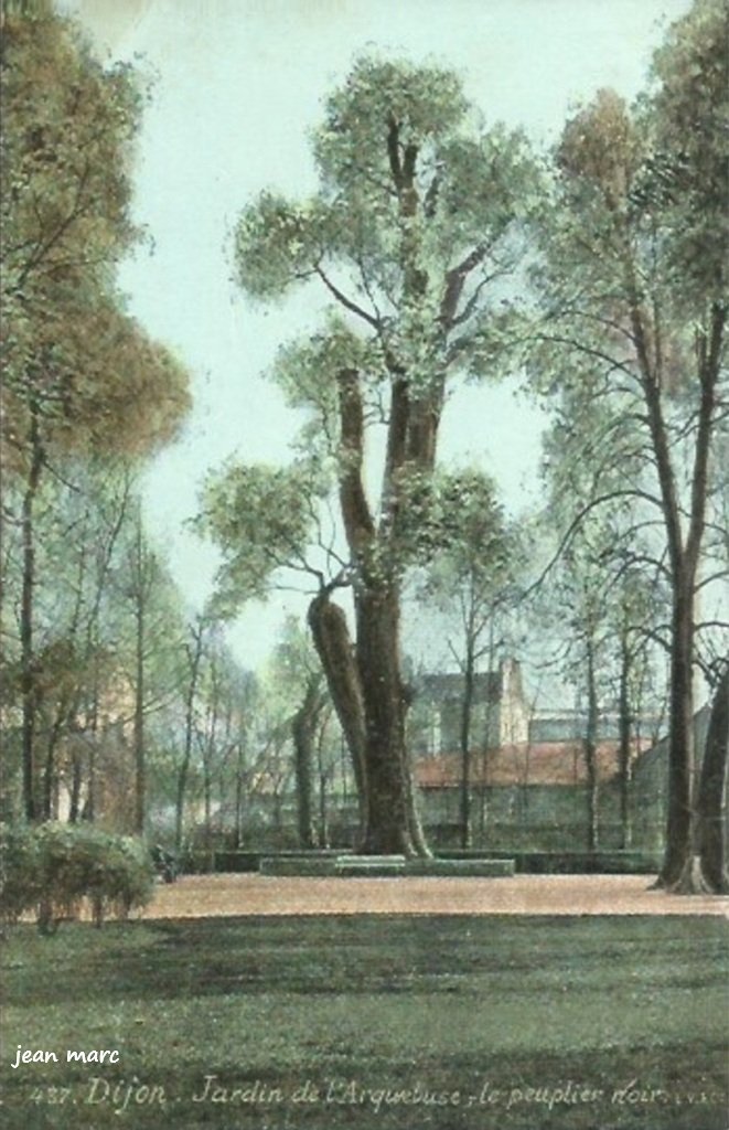 Dijon - Jardin de l'Arquebuse - Le peuplier noir.jpg