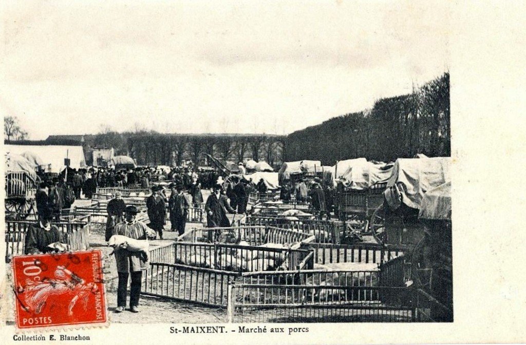 Cochons Saint-Maixent 72.jpg