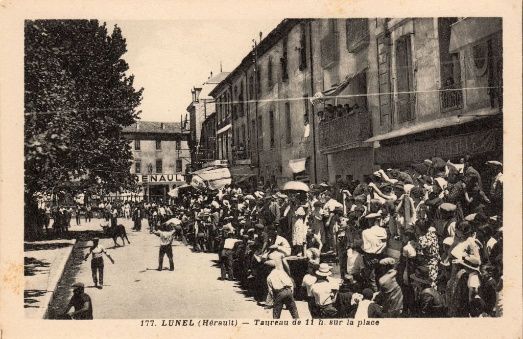 34 - LUNEL - 177 - Taureau de 11h. sur la place - ENP Photo Georges - 31-10 -25.jpg