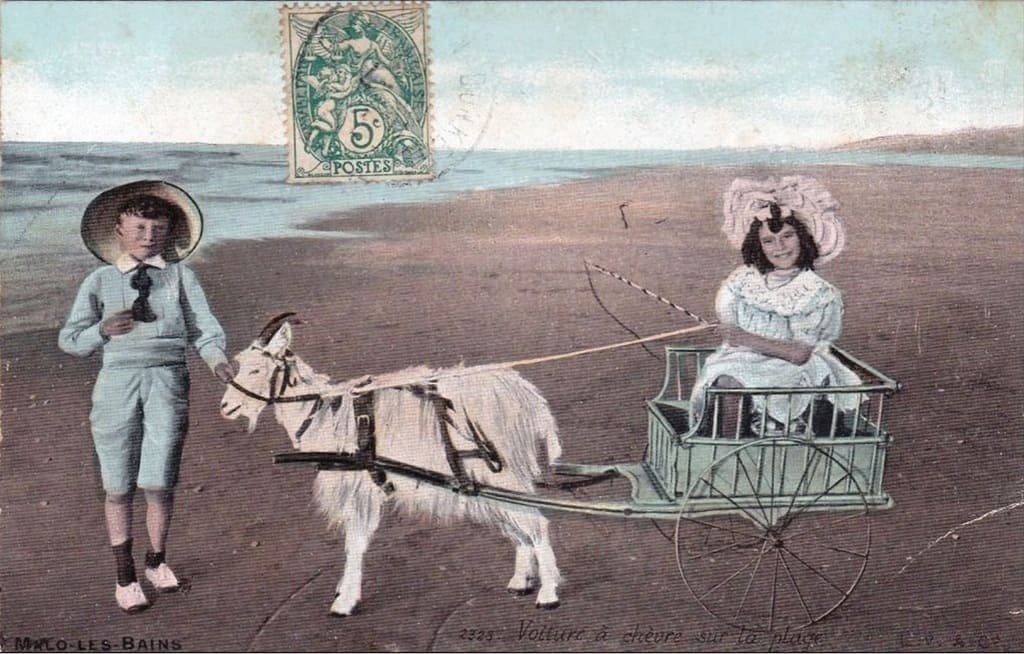 Attelage à chèvre. - Cyril 5-11-2025..jpg