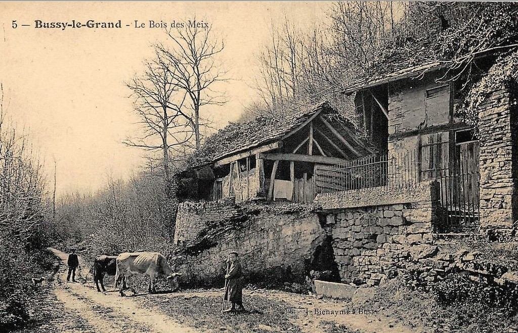 Bovins Bussy le Grand 21.jpg