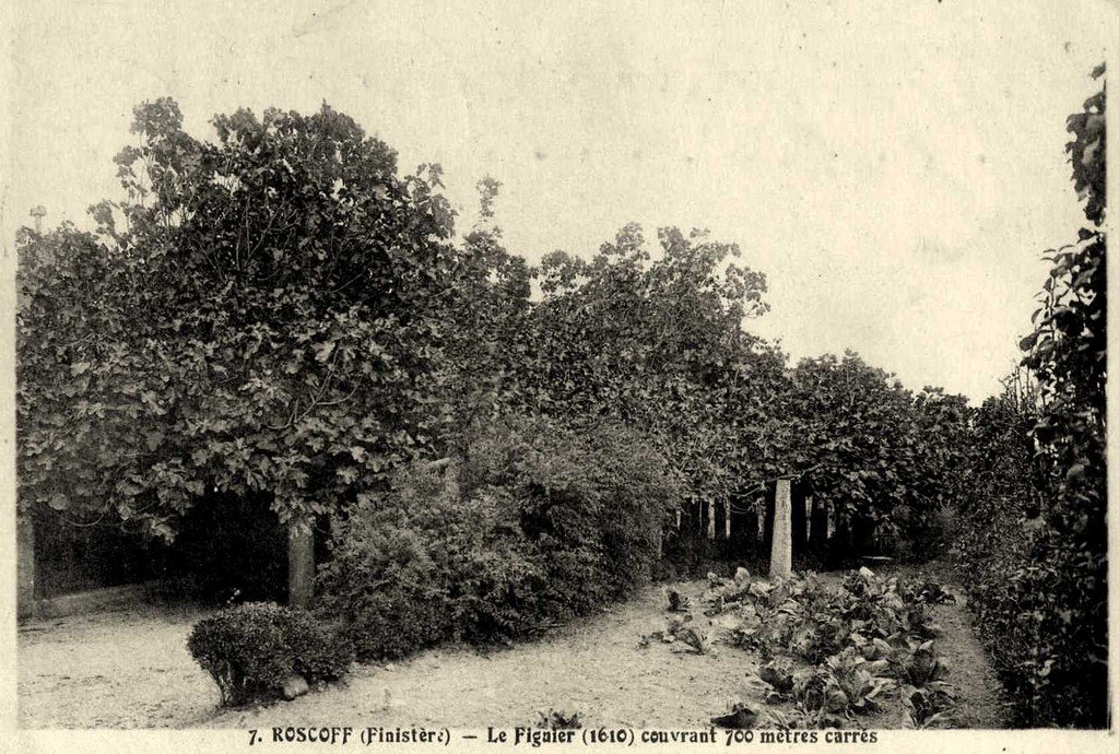 Arbre Roscoff 29.jpg