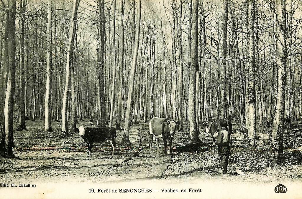 Bovins Senonches 28.jpg