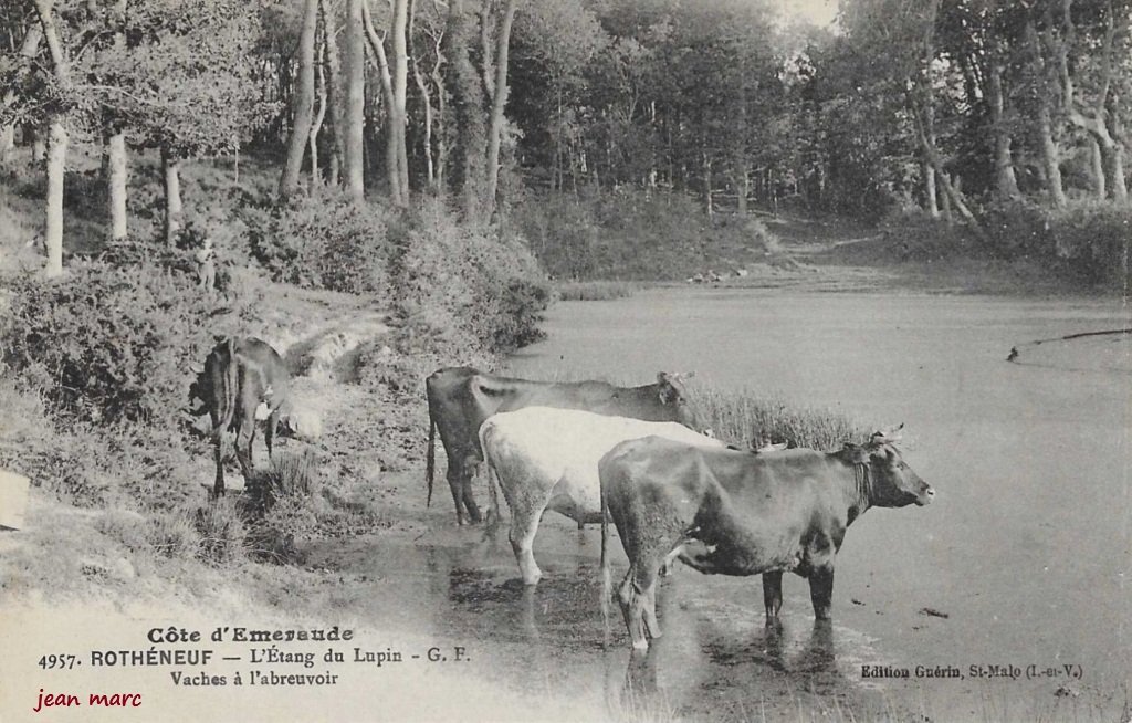 Rothéneuf – L’Étang du Lupin – Vaches à l’abreuvoir.jpg