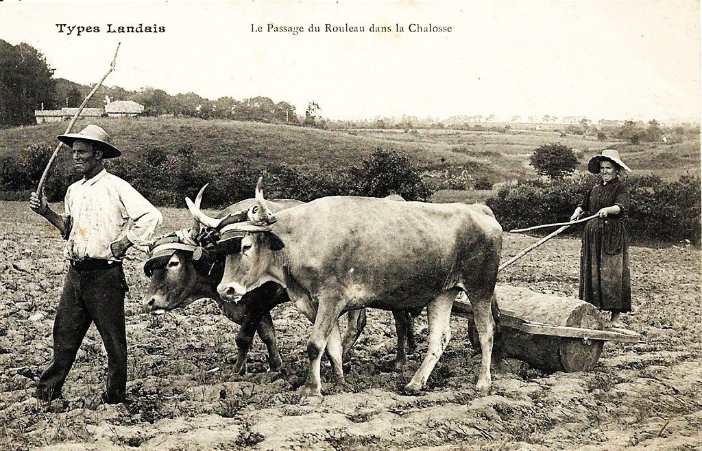 Attelage Montfort 40.jpg