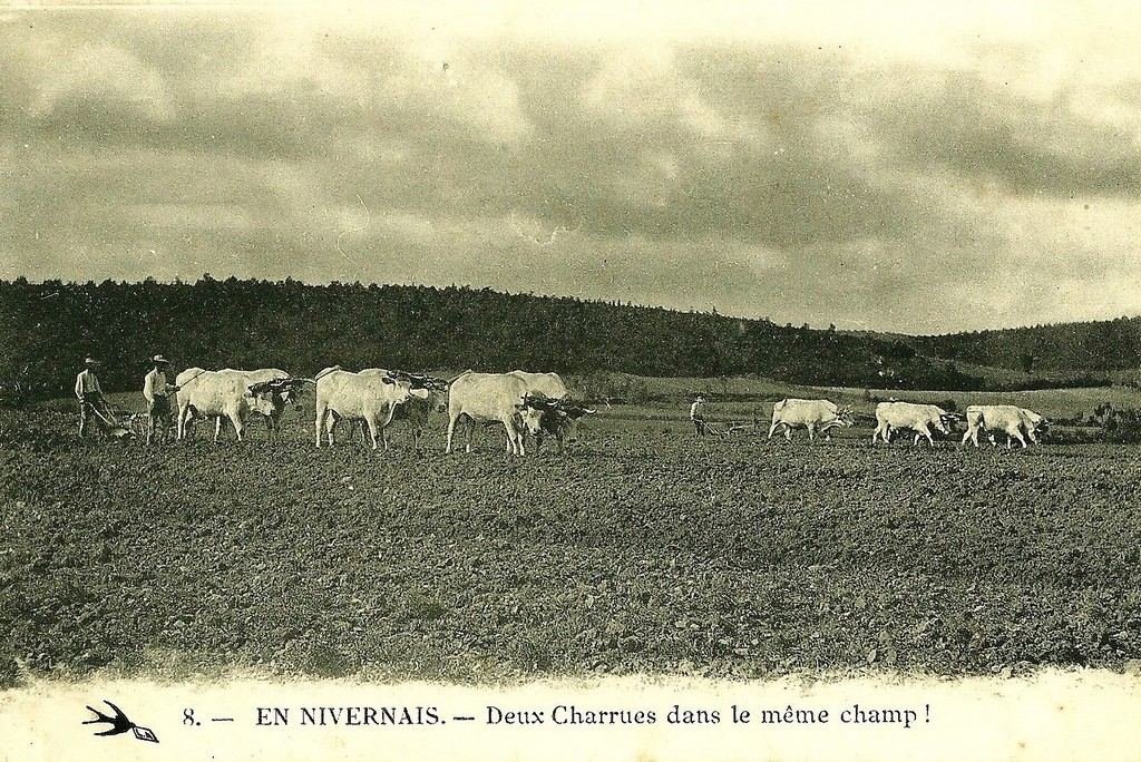 Bovins Nivernais 58.jpg
