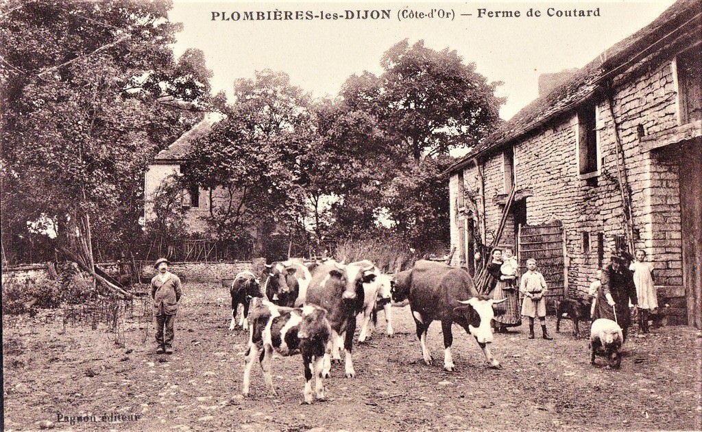 Bovins Loupgris 30-12-25.jpg