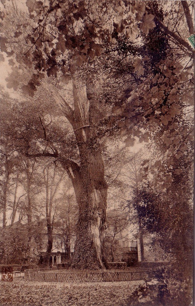 A Arbre Loupgris 2-01-2026.jpg