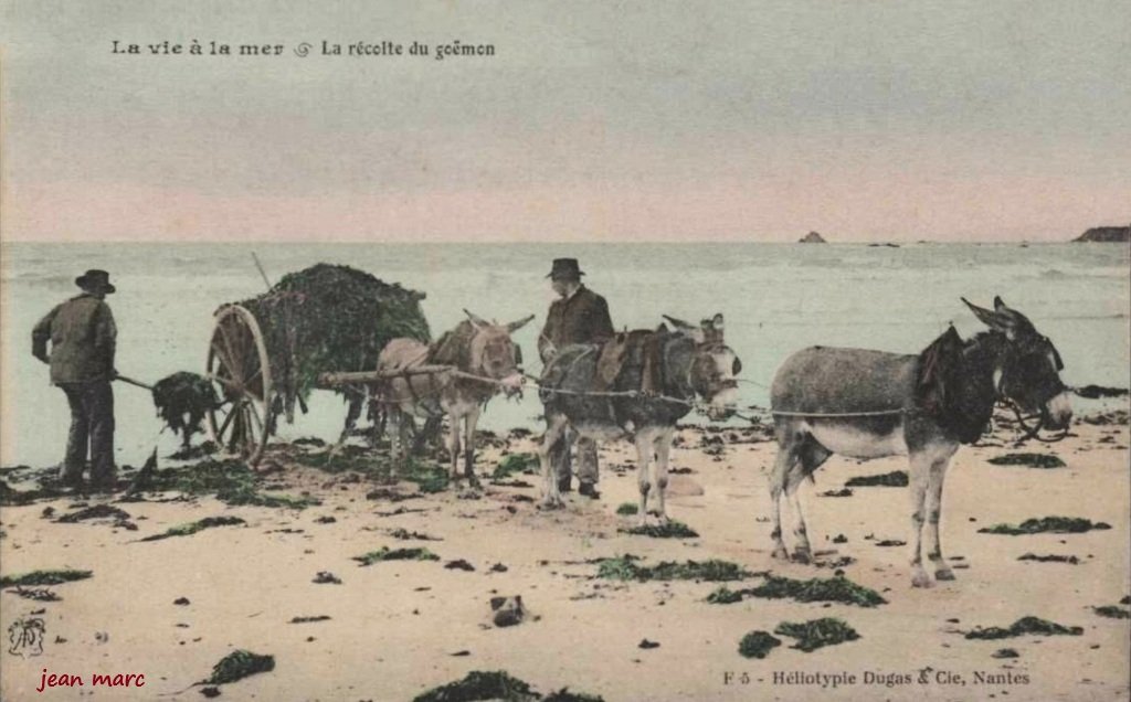 La vie à la mer - La récolte du goëmon colorisée.jpg