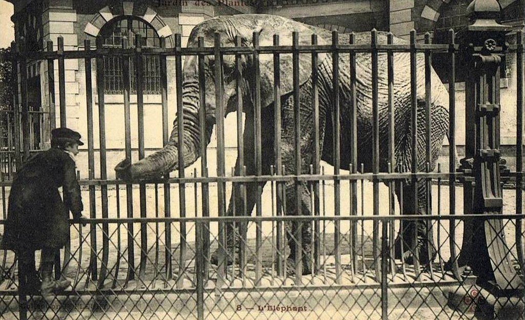 Elephant Paris J des P 8.jpg