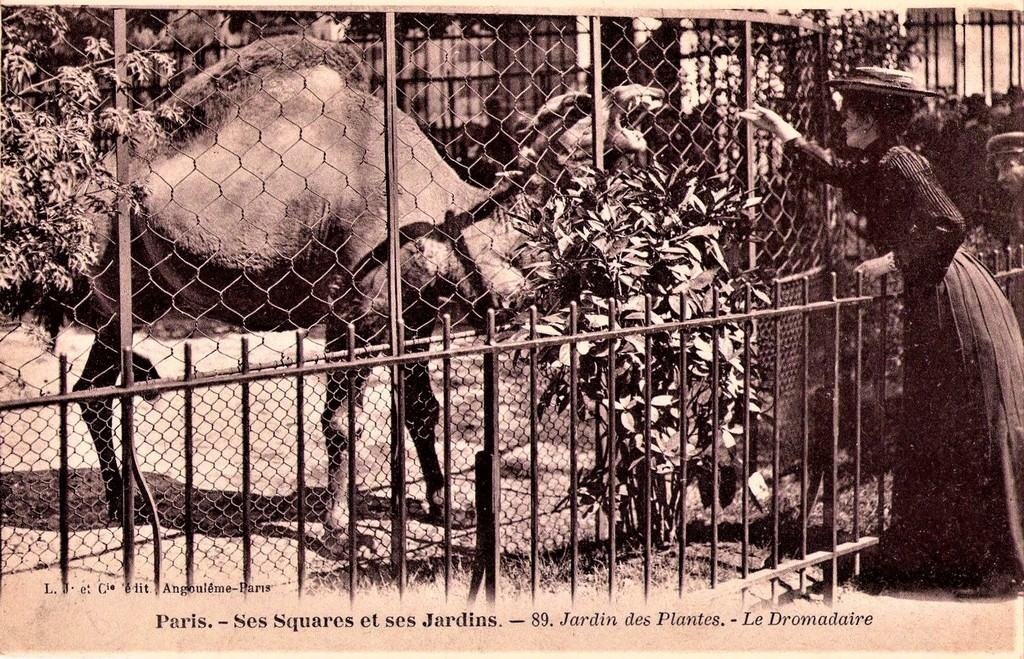 Paris Jardin des Plantes 89.jpg