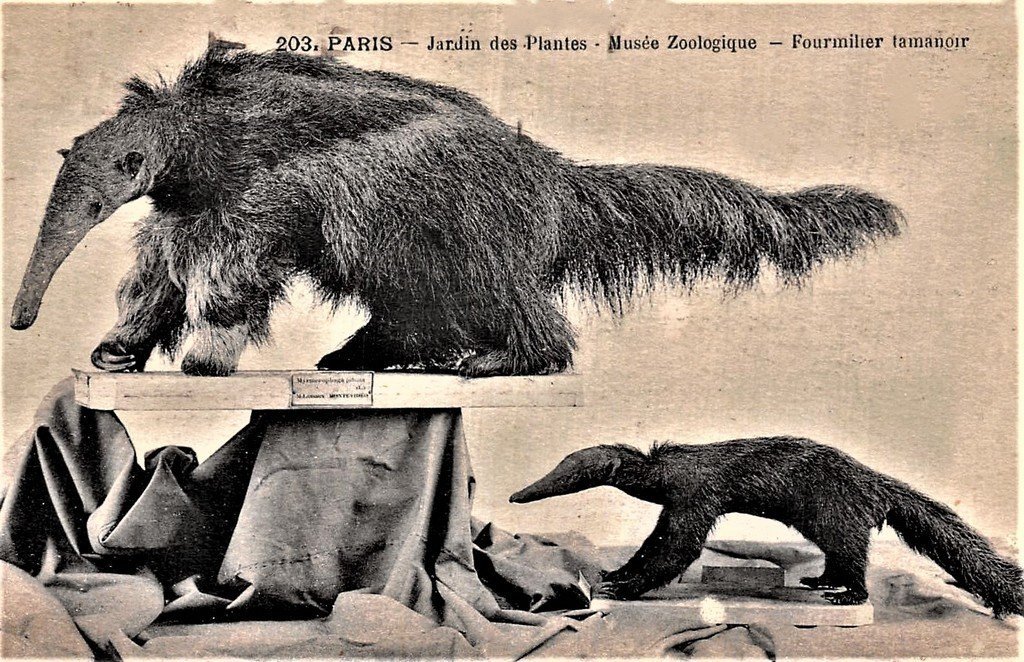 Paris J des P 203.jpg