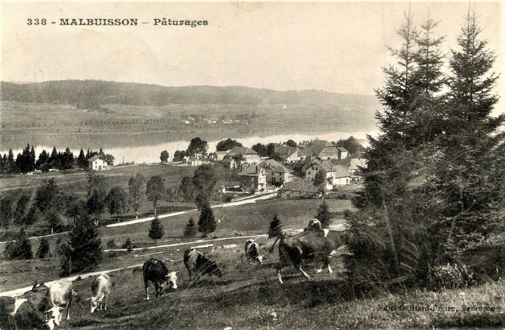 Malbuisson 338 Bovins.jpg