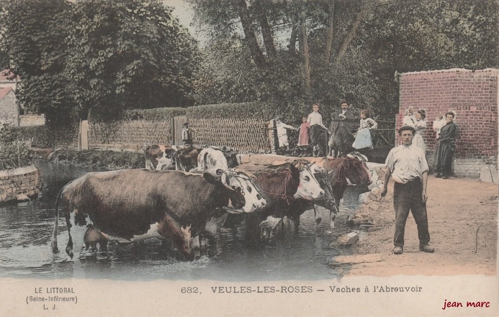 Veules-les-Roses - Vaches à l'Abreuvoir.jpg
