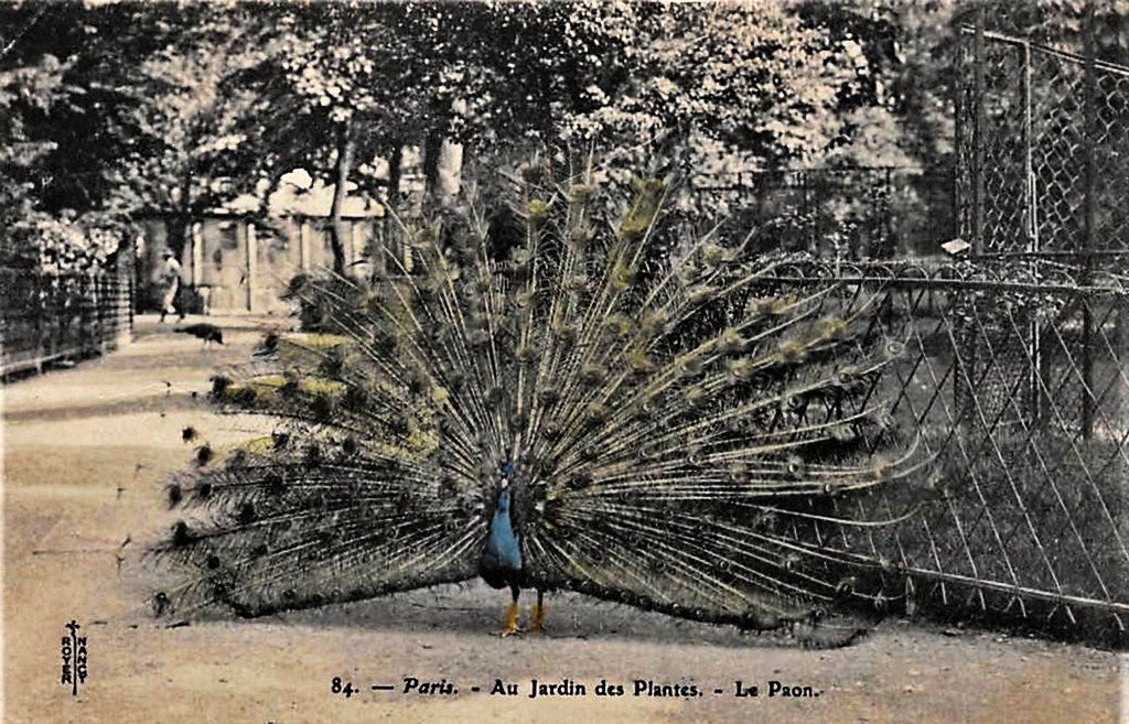 Oiseaux Paris - J. des P (84).jpg