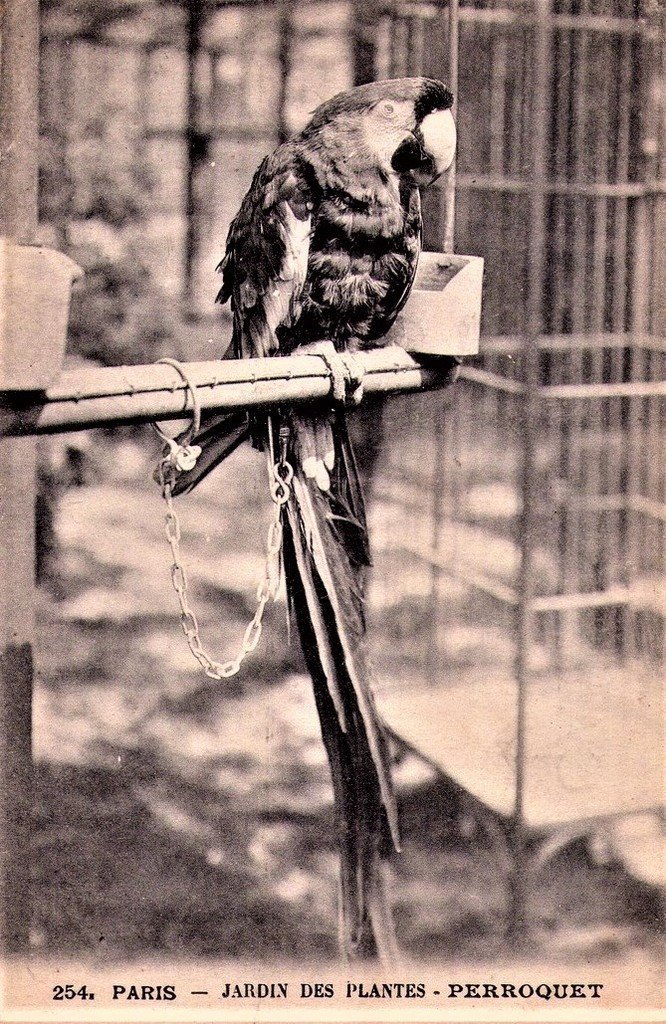 Oiseaux Paris J.des PL 254.jpg