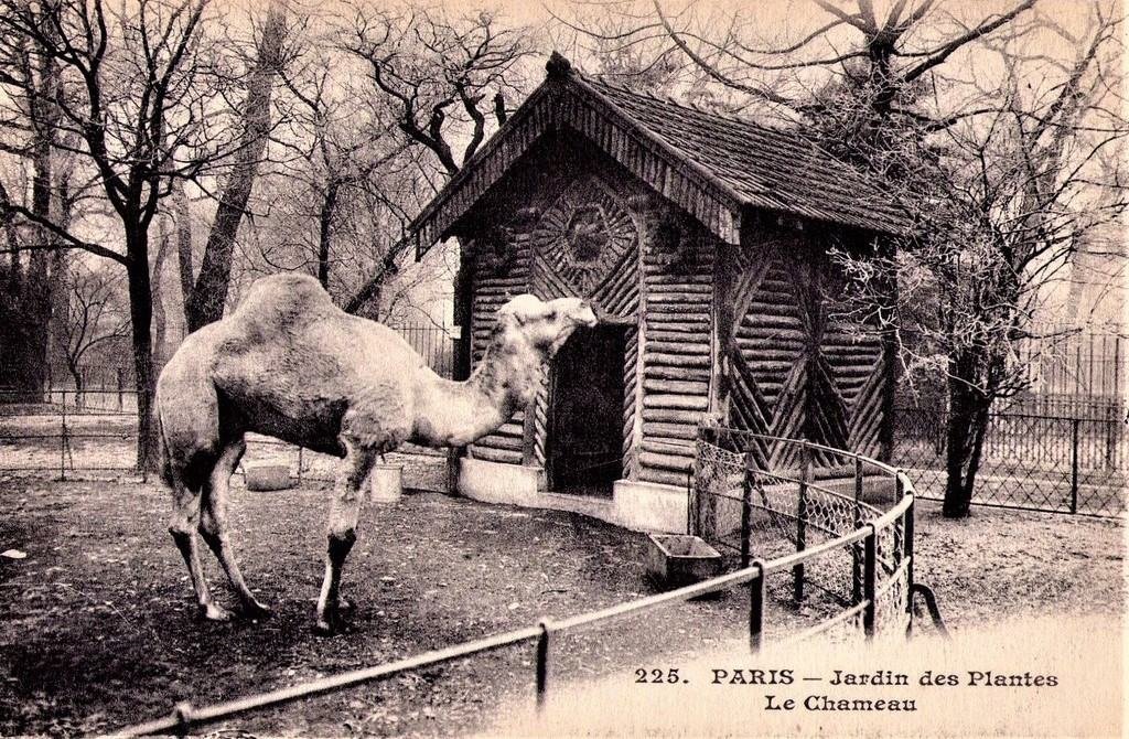 Chameau 225.jpg