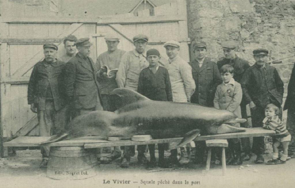 Le Vivier squale.jpg