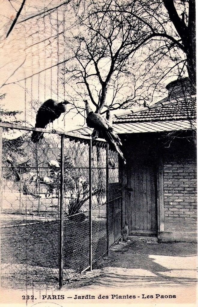 Oiseaux Paris JP 232.jpg