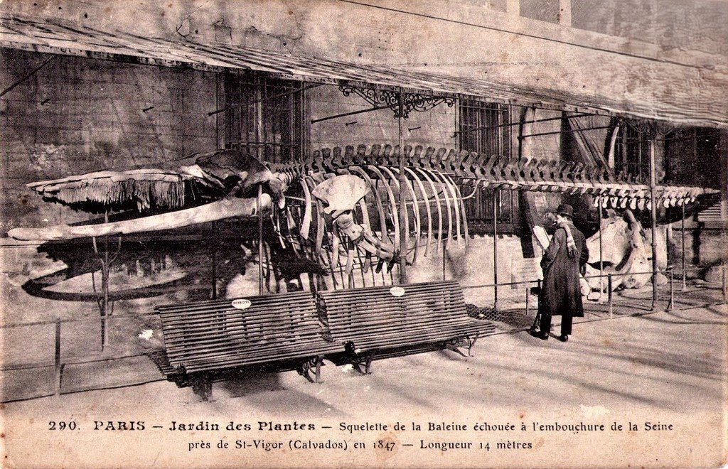 Paris 290 Baleine.jpg
