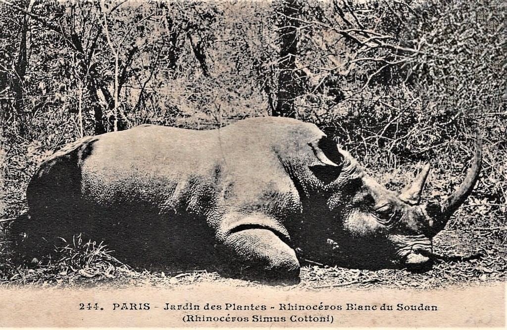 Paris J des P 244.jpg