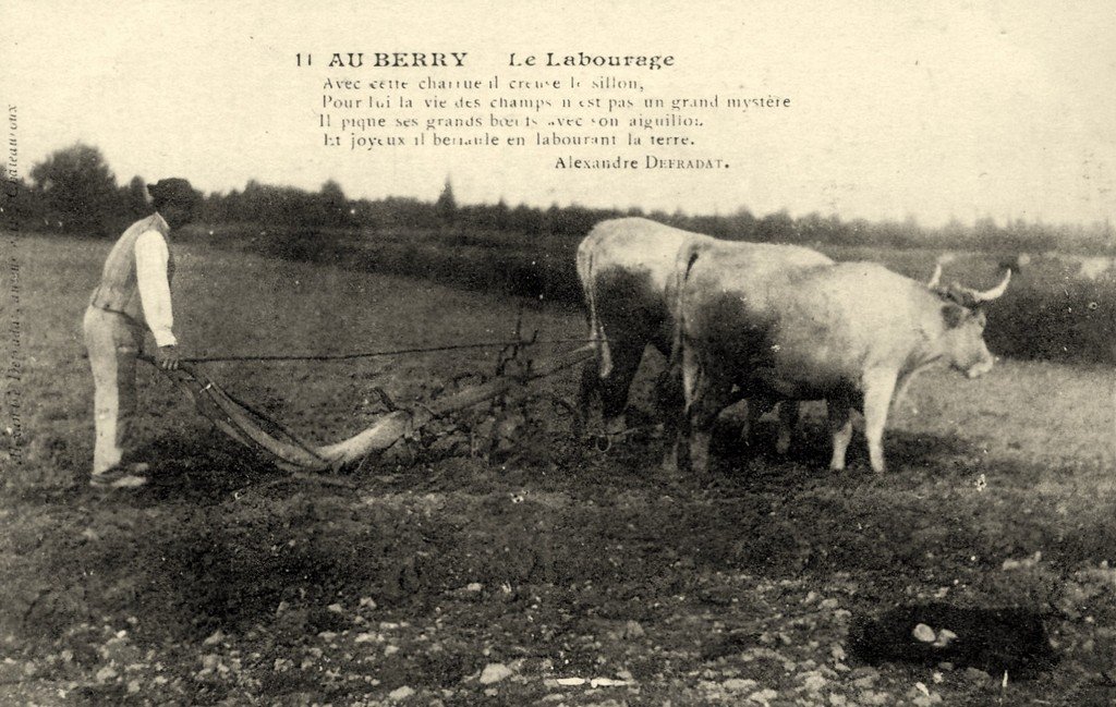 A Bovin Berry 11.jpg