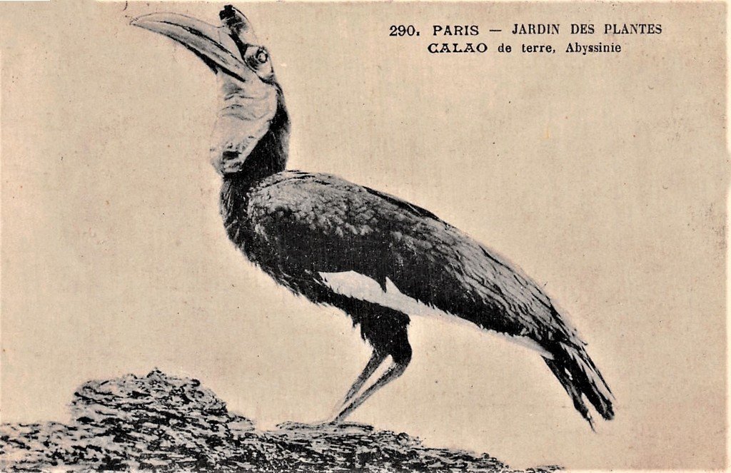 Oiseau Paris 290 Calao.jpg