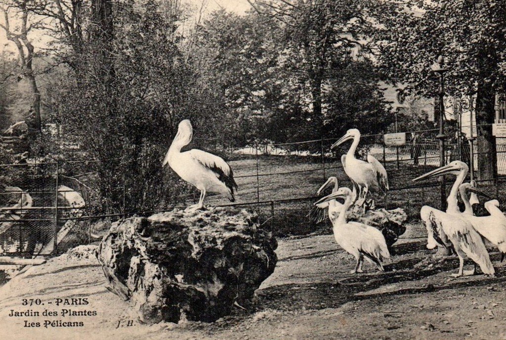 A Oiseaux Paris 370.jpg