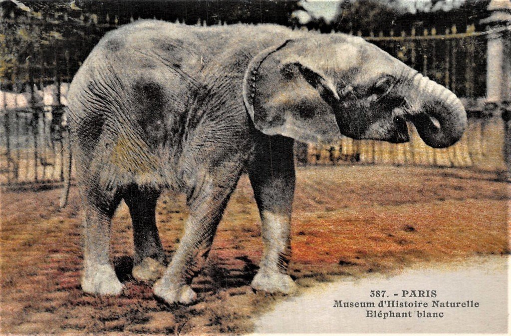 A Eléphant..jpg