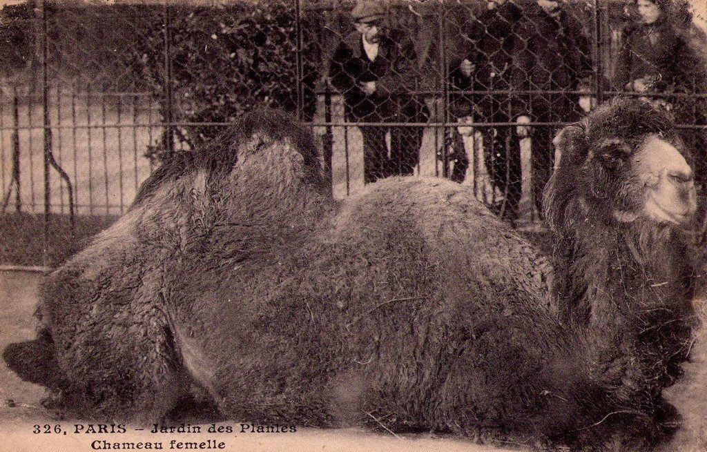 A Chameau Paris 326.jpg