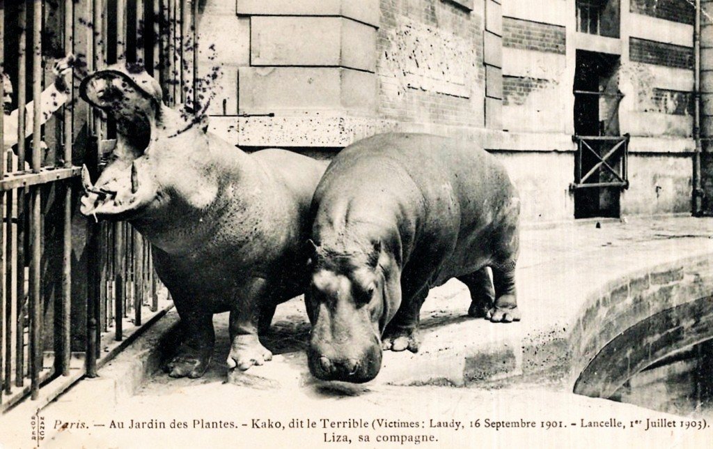 Paris Kako le Terrible....jpg